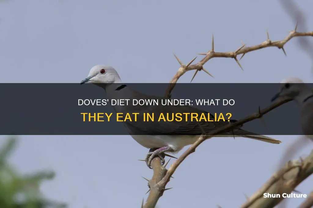 what do doves eat australia