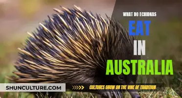 Echidnas' Diet: What Do They Eat in Australia?