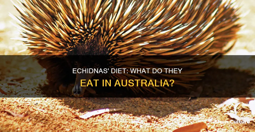 what do echidnas eat in australia