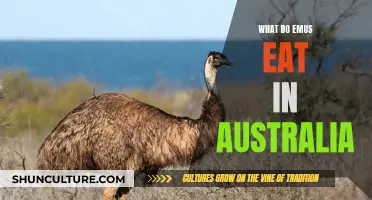 Emu Eating Habits: Exploring Australia's Unique Wildlife