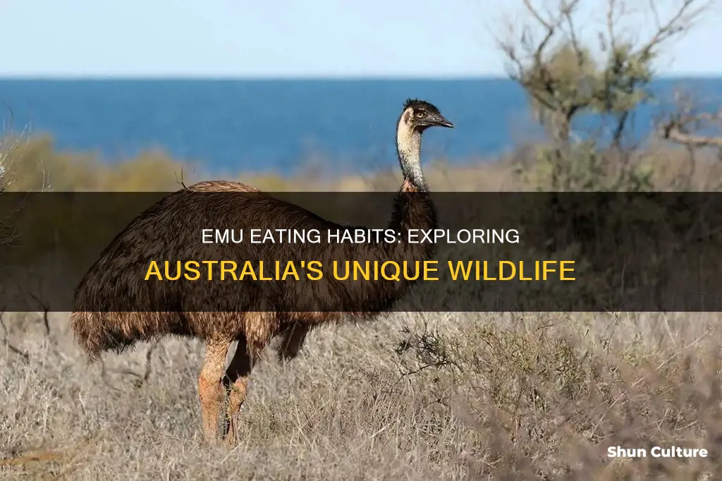 what do emus eat in australia