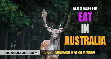 Fallow Deer Diet: What They Eat in Australia