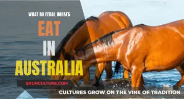 Feral Horses' Australian Diet: What Do They Eat?