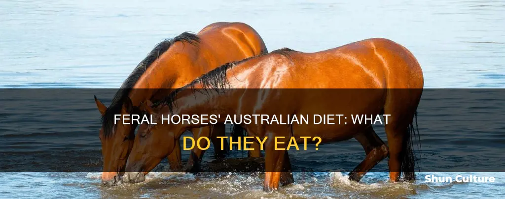 what do feral horses eat in australia
