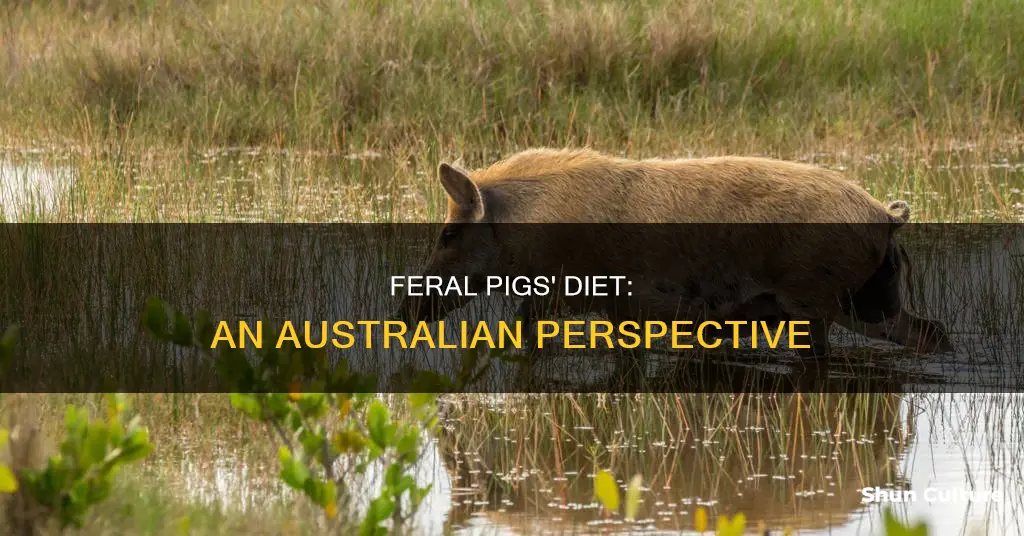 what do feral pigs eat in australia