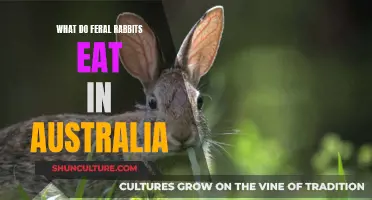 Feral Rabbit Diet in Australia: Understanding Their Food Habits