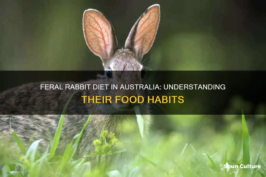 what do feral rabbits eat in australia