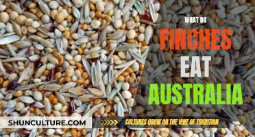 Feeding Australian Finches: A Diet Guide for Avian Enthusiasts