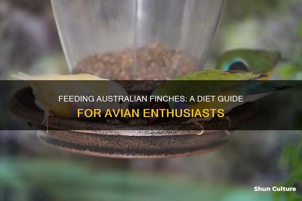 what do finches eat australia