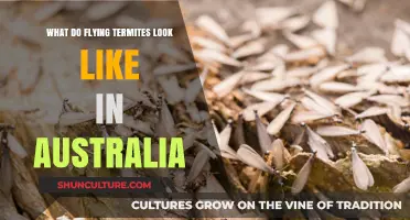 Termite Wing Patterns: What You Need to Know