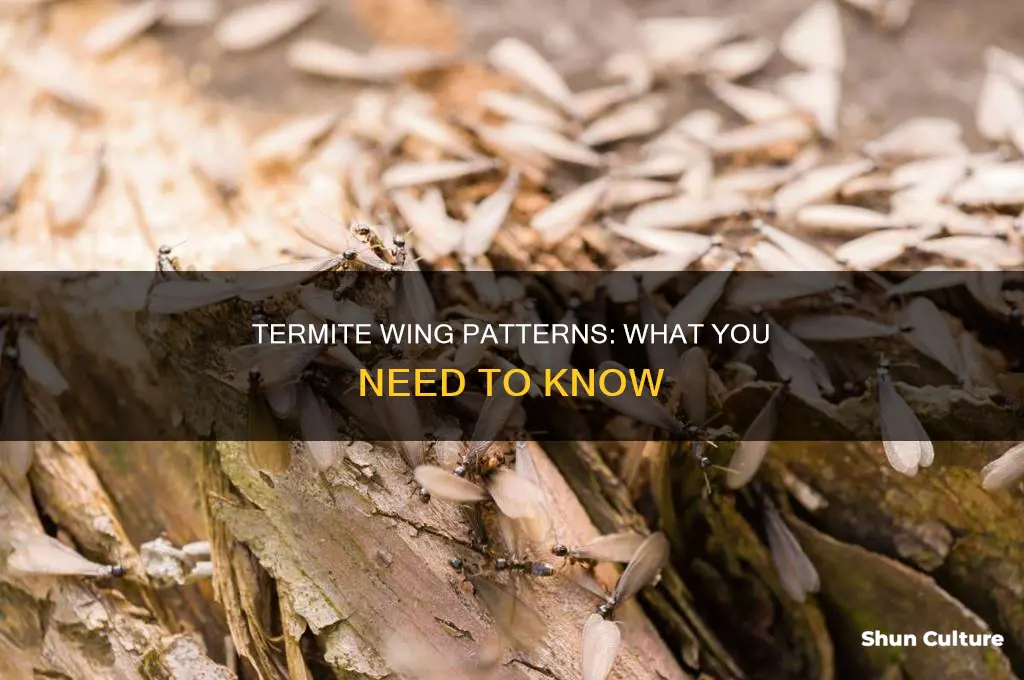 what do flying termites look like in australia