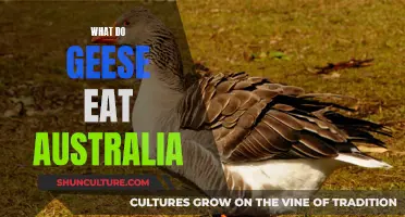 Geese Diet in Australia: What Do They Eat?