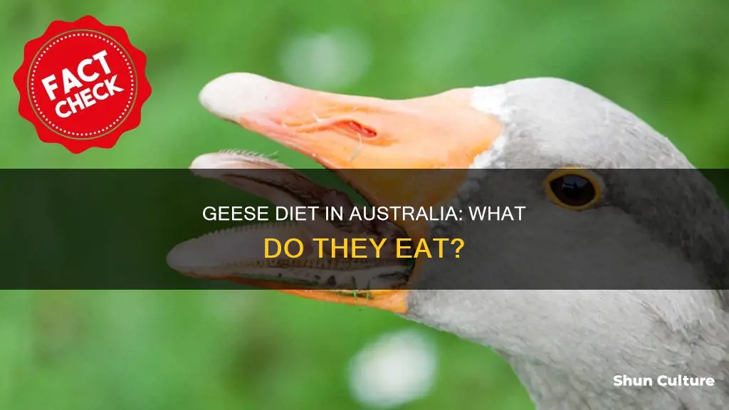 what do geese eat australia