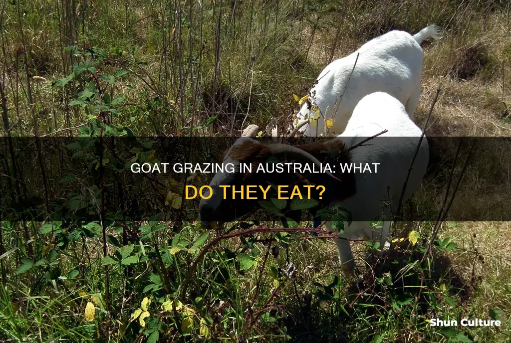 what do goats eat australia