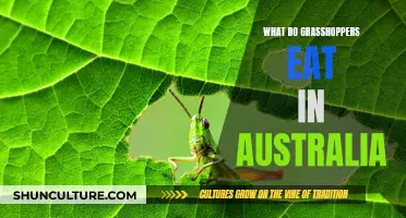 Grasshoppers' Diet in Australia: What Do They Eat?