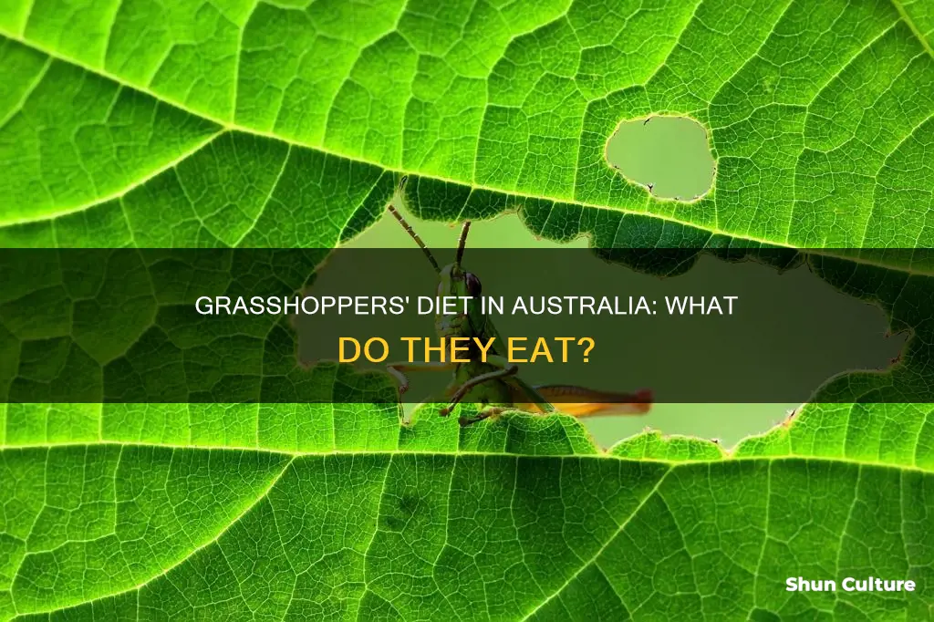 what do grasshoppers eat in australia