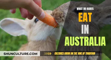 Hares' Diet in Australia: What Do They Eat?