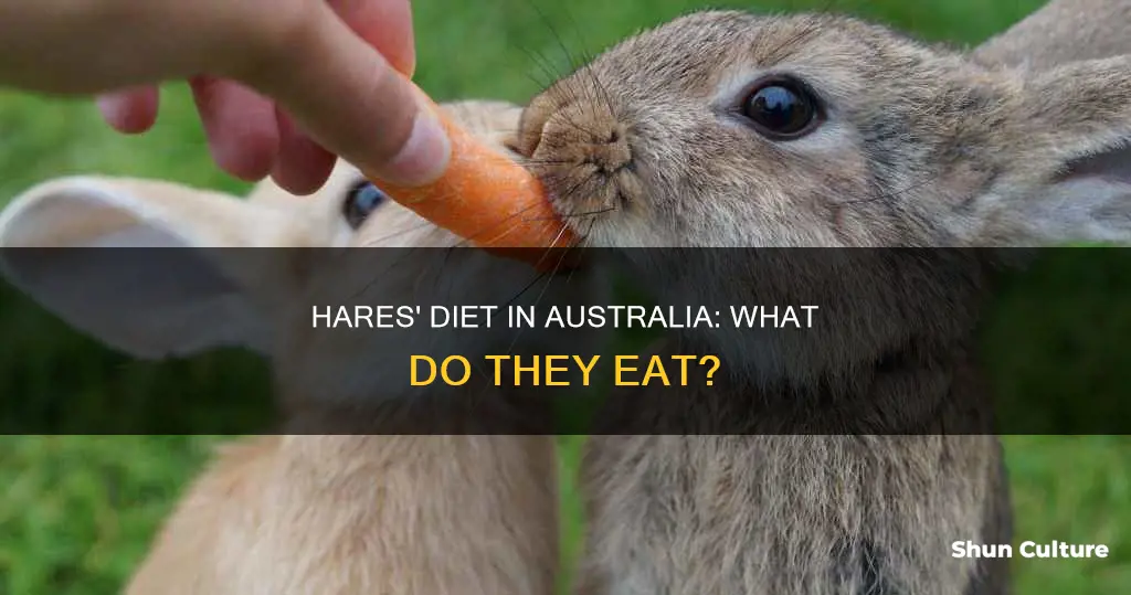 what do hares eat in australia