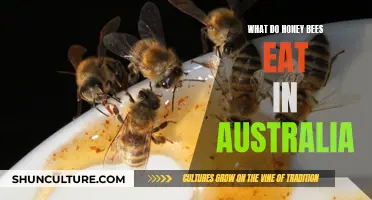 Honey Bees' Diet in Australia: What's on the Menu?