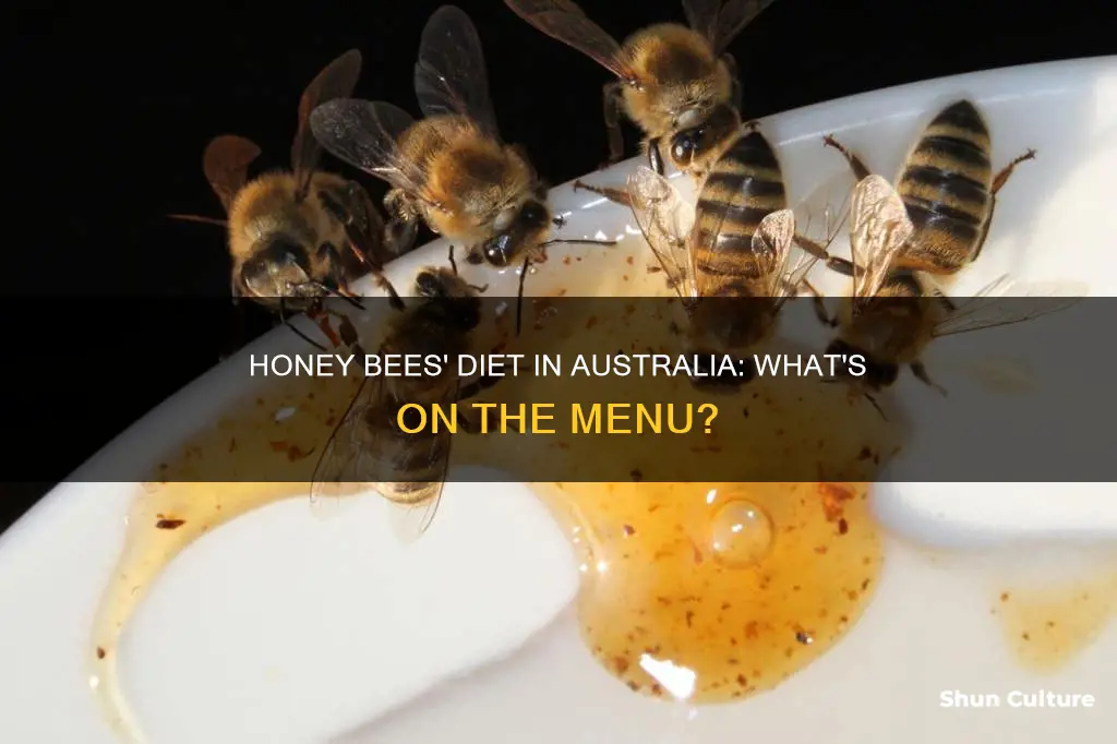 what do honey bees eat in australia