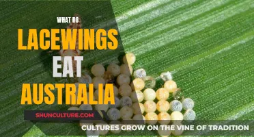 Lacewing Diet: What Do They Eat in Australia?