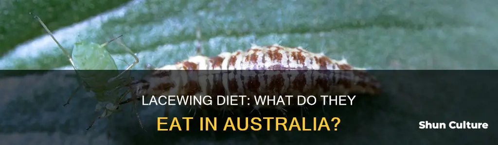 what do lacewings eat australia