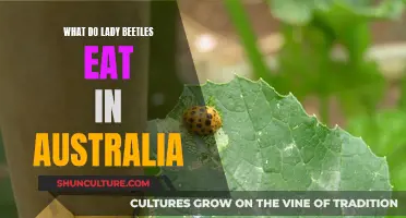 Lady Beetles' Diet Down Under: What's on the Menu?