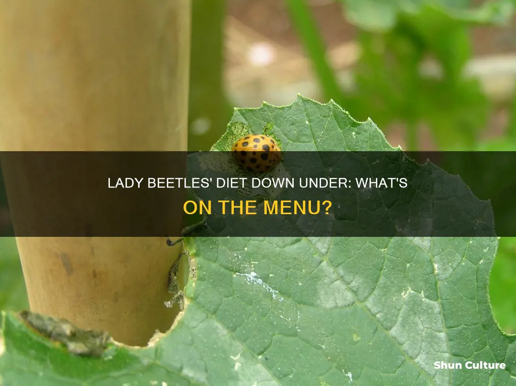 what do lady beetles eat in australia