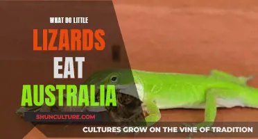 Little Lizard Diet: What Do They Eat in Australia?