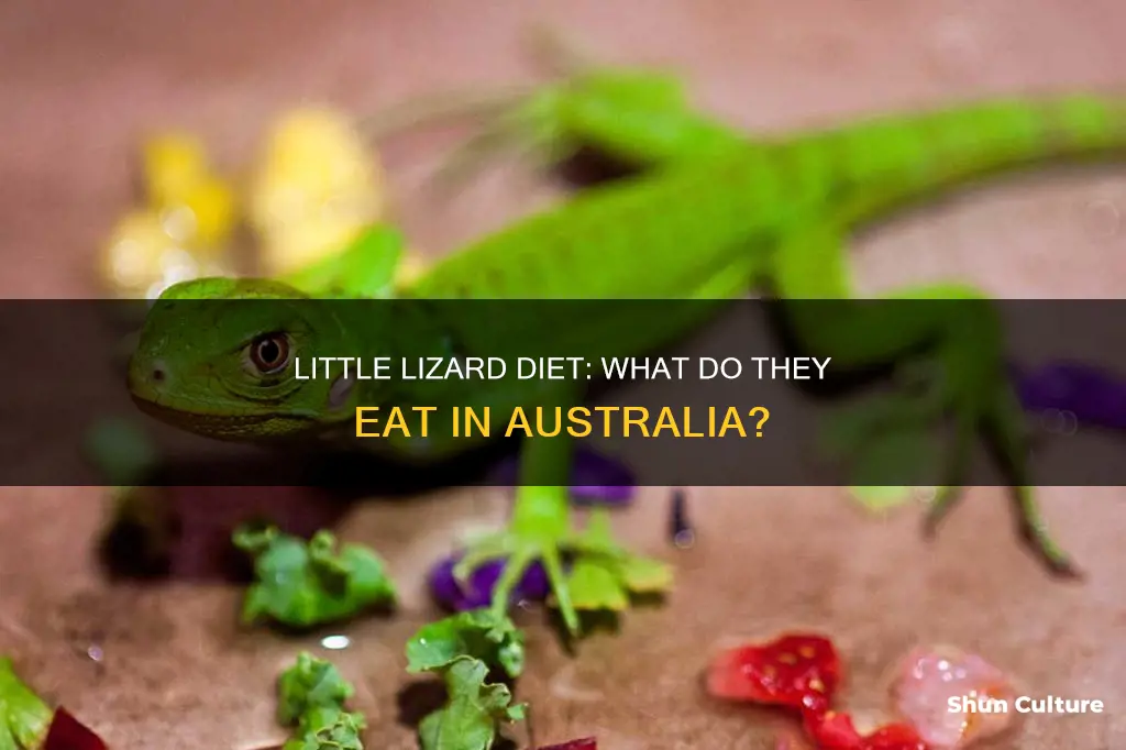 what do little lizards eat australia