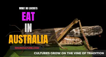 Locusts' Appetite in Australia: What's on the Menu?