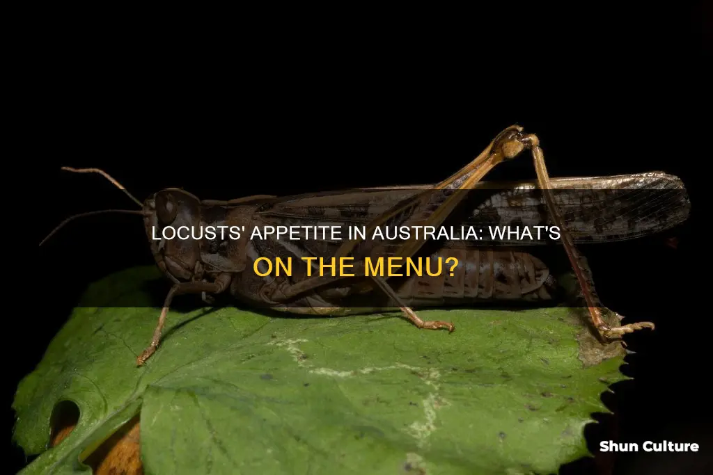 what do locusts eat in australia