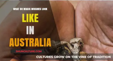 A Guide to Identifying Magic Mushrooms in Australia