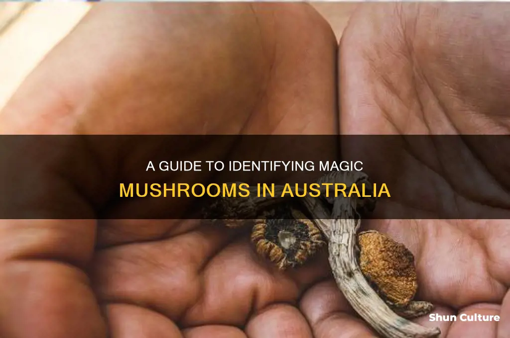 what do magic mushies look like in australia