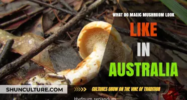 A Guide to Identifying Magic Mushrooms in Australia