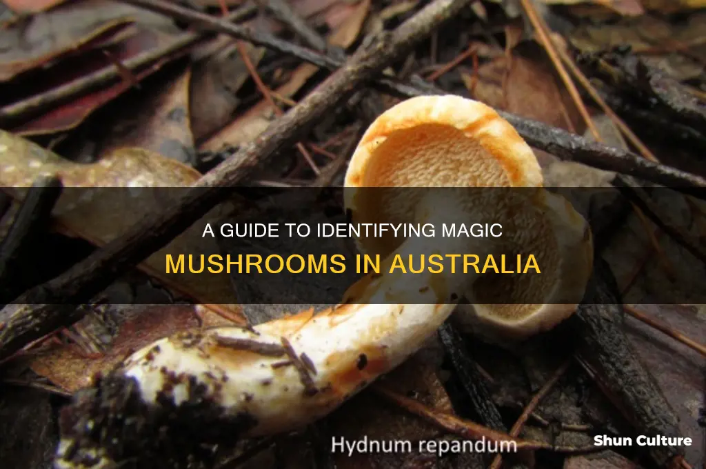what do magic mushroom look like in australia