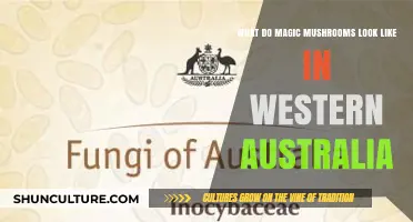 Exploring Magic Mushrooms: Western Australia's Varieties and Visuals