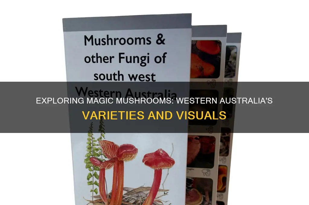 what do magic mushrooms look like in western australia