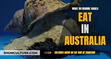 Australian Marine Snails: A Diet Exploration