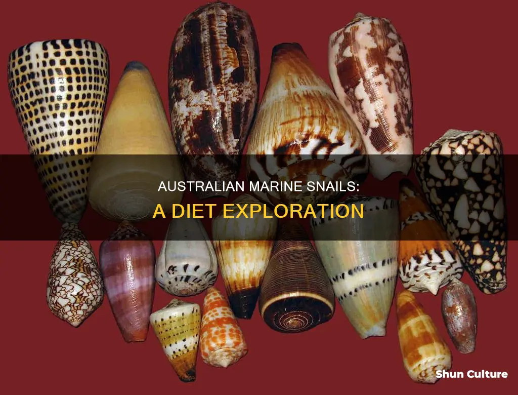 what do marine snails eat in australia