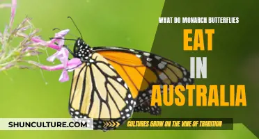 Monarch Butterflies' Diet in Australia: What's on the Menu?