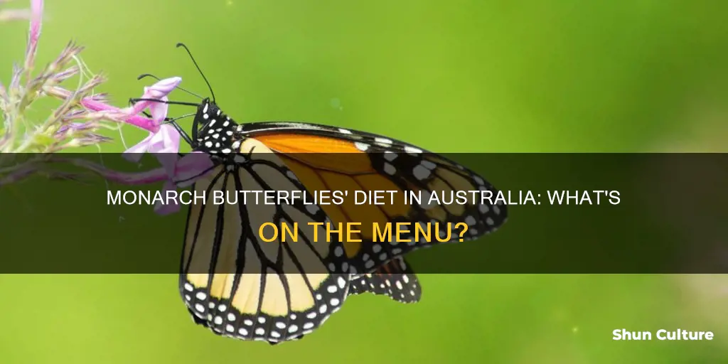 what do monarch butterflies eat in australia