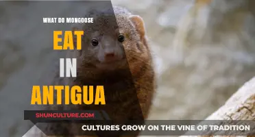 Exploring the Diet of Mongooses in Antigua's Unique Ecosystem