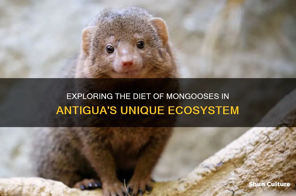 what do mongoose eat in antigua