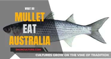 The Eating Habits of Australia's Mullet Fish