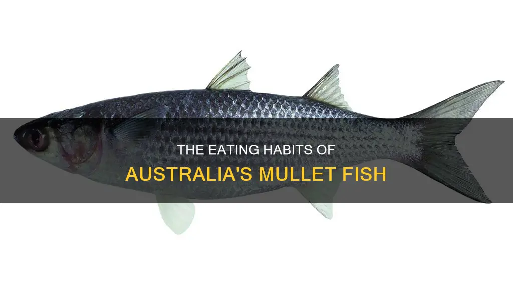 what do mullet eat australia