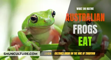 Native Australian Frogs: Their Unique Diet Explored
