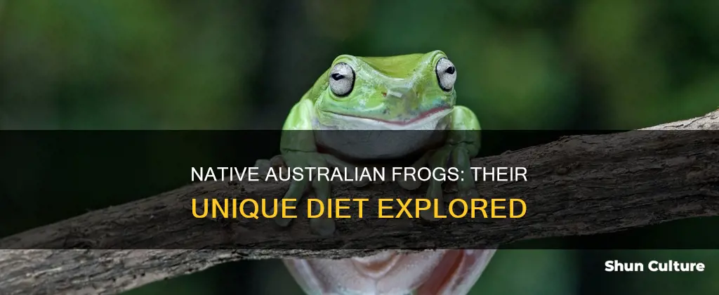 what do native australian frogs eat