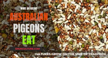 Australian Native Pigeons: Their Diet Explored