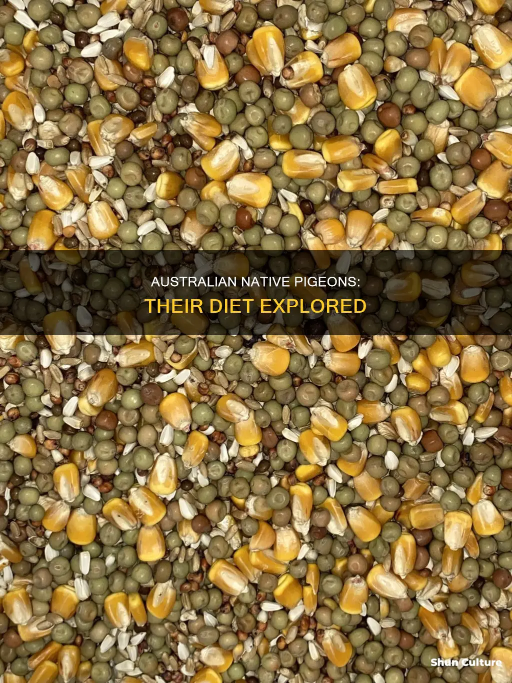 what do native australian pigeons eat